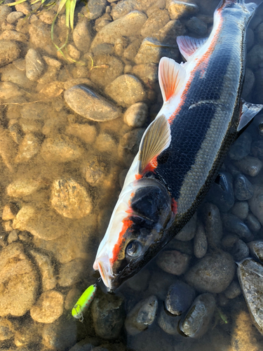 マルタウグイの釣果