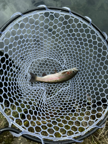 レインボートラウトの釣果