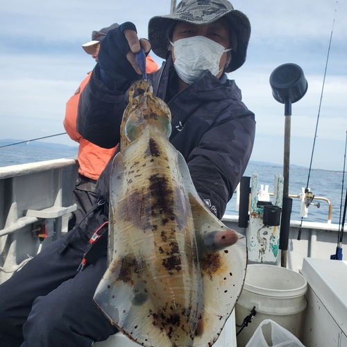 アオリイカの釣果