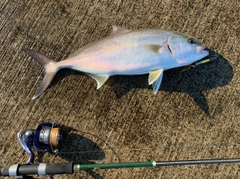 カンパチの釣果