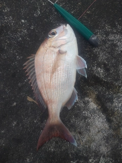 チャリコの釣果