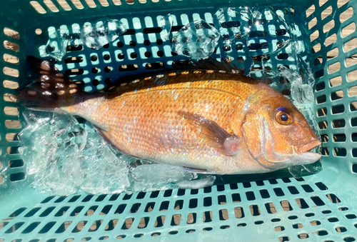 マダイの釣果