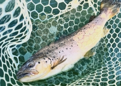 ブラウントラウトの釣果