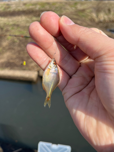 タイリクバラタナゴの釣果