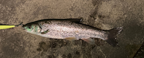 ウグイの釣果