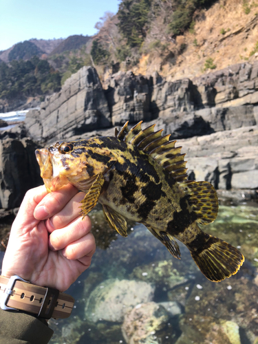 ベッコウゾイの釣果