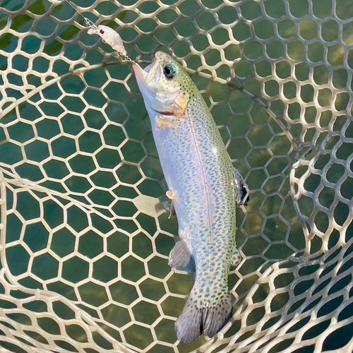 ニジマスの釣果