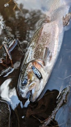 ニジマスの釣果