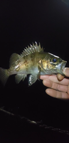 メバルの釣果