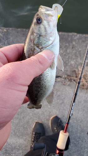 ラージマウスバスの釣果