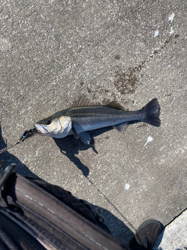 スズキの釣果