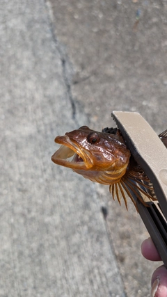 アナハゼの釣果