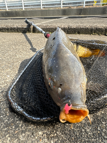 コイの釣果