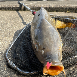  ニッシーの釣果