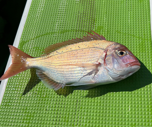 チダイの釣果