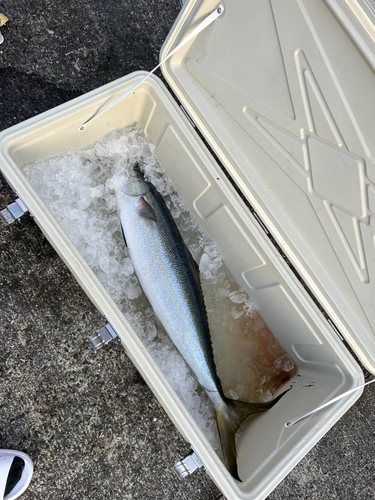 ツムブリの釣果