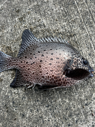 イシガキダイの釣果