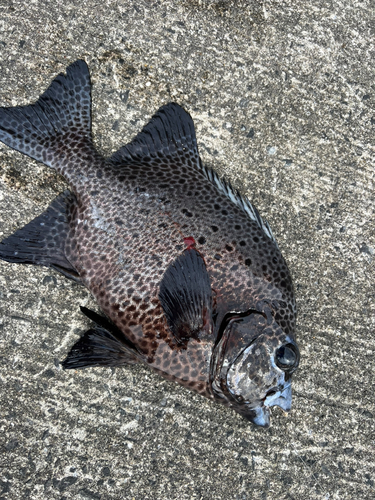 イシガキダイの釣果