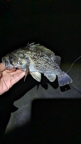 クロソイの釣果