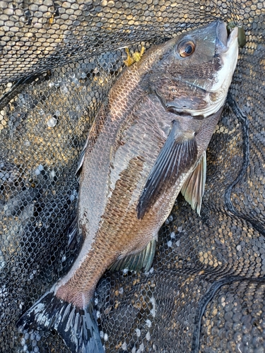 チヌの釣果