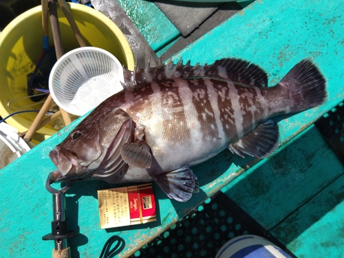 マハタの釣果