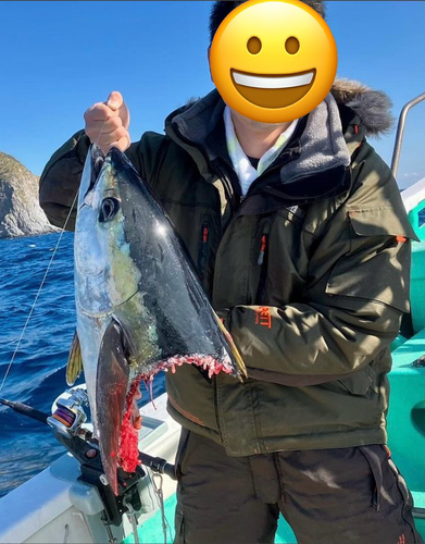 キハダマグロの釣果