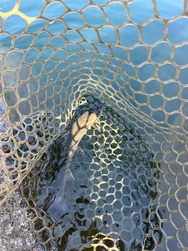 イワナの釣果