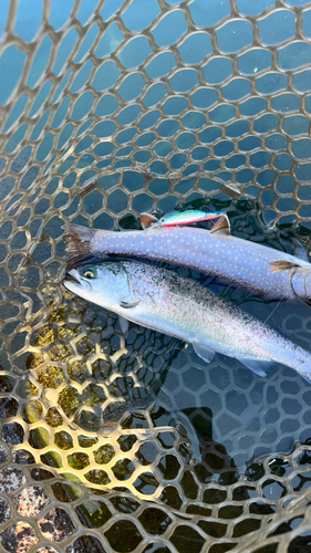 サクラマスの釣果