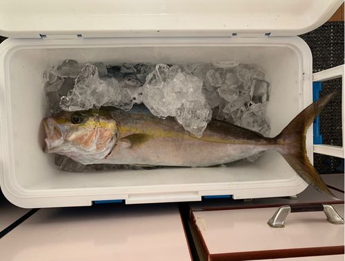 カンパチの釣果