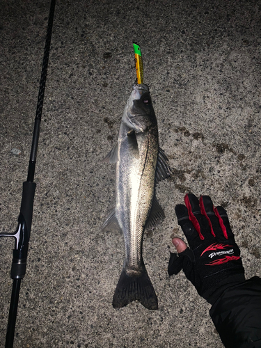 シーバスの釣果