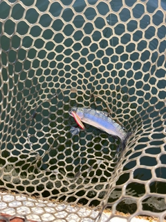 サクラマスの釣果