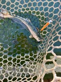 サクラマスの釣果