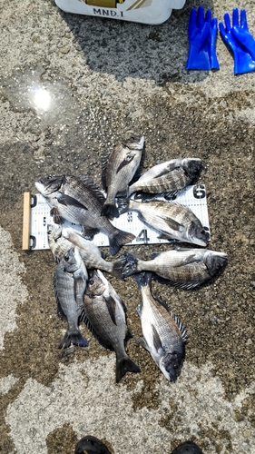 チヌの釣果