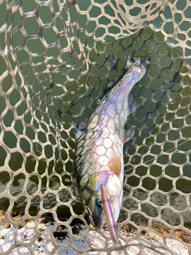 ニジマスの釣果