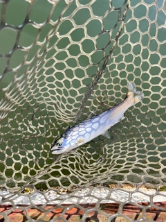 サクラマスの釣果