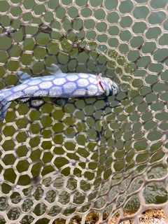 ニジマスの釣果