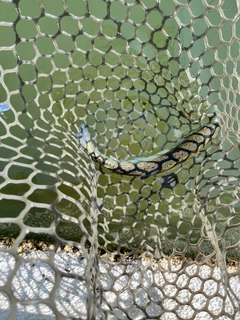 サクラマスの釣果