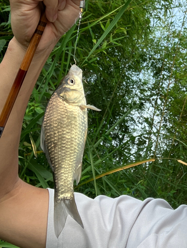 ギンブナの釣果