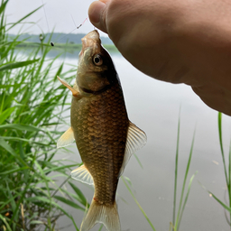 だまの釣果