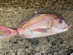 マダイの釣果