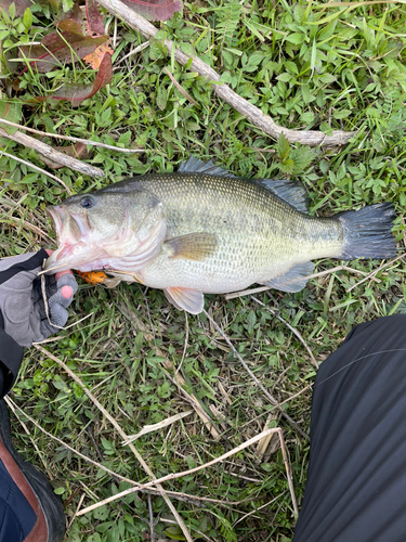 ブラックバスの釣果