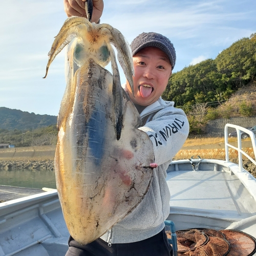 アオリイカの釣果