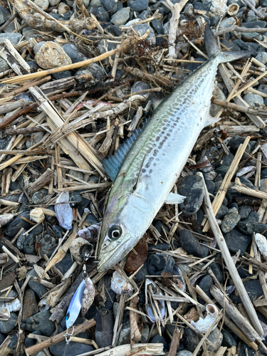 サゴシの釣果