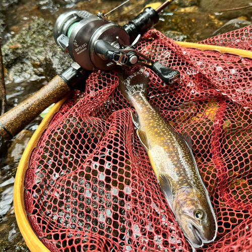 イワナの釣果