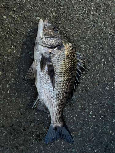 チヌの釣果