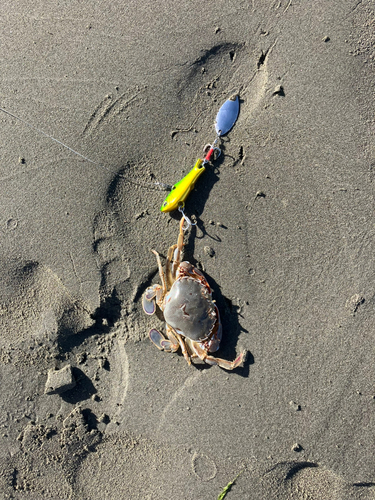 ワタリガニの釣果