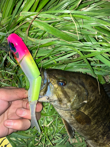 スモールマウスバスの釣果