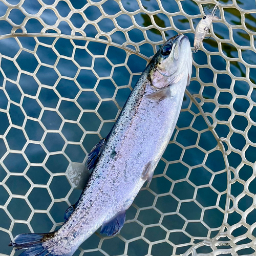 ニジマスの釣果