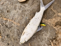 サバヒーの釣果