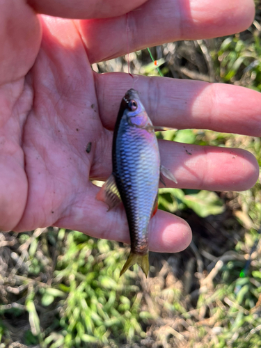 ヤリタナゴの釣果